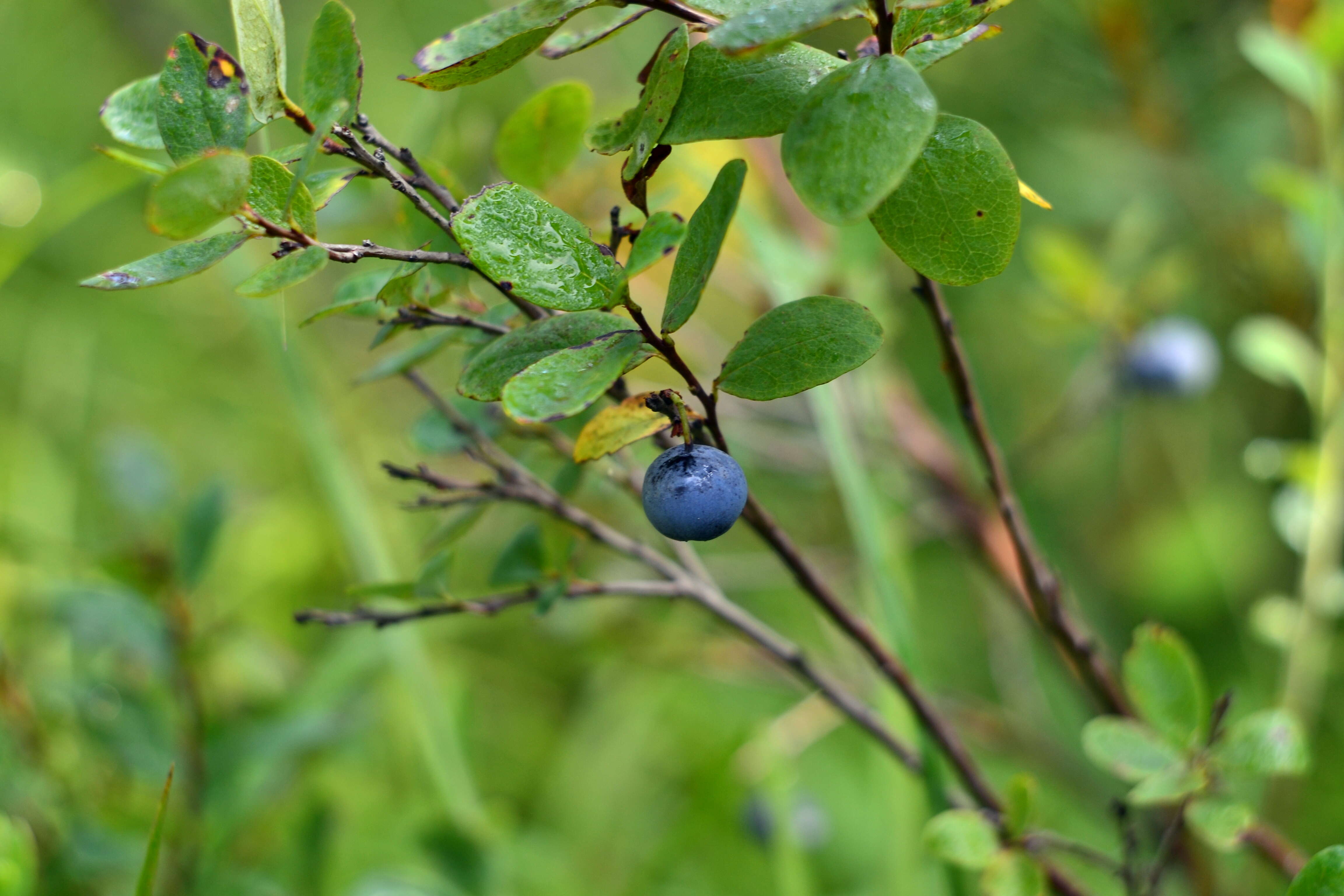 Image of alpine bilberry