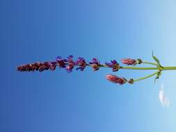 Imagem de Salvia nemorosa L.