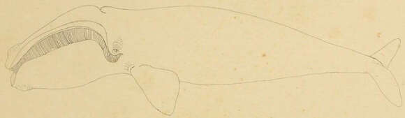 Image of Southern Right Whale