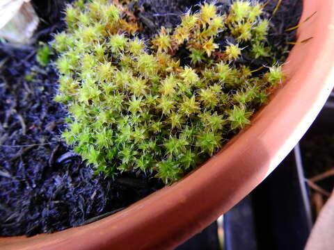 Image of great hairy screw-moss