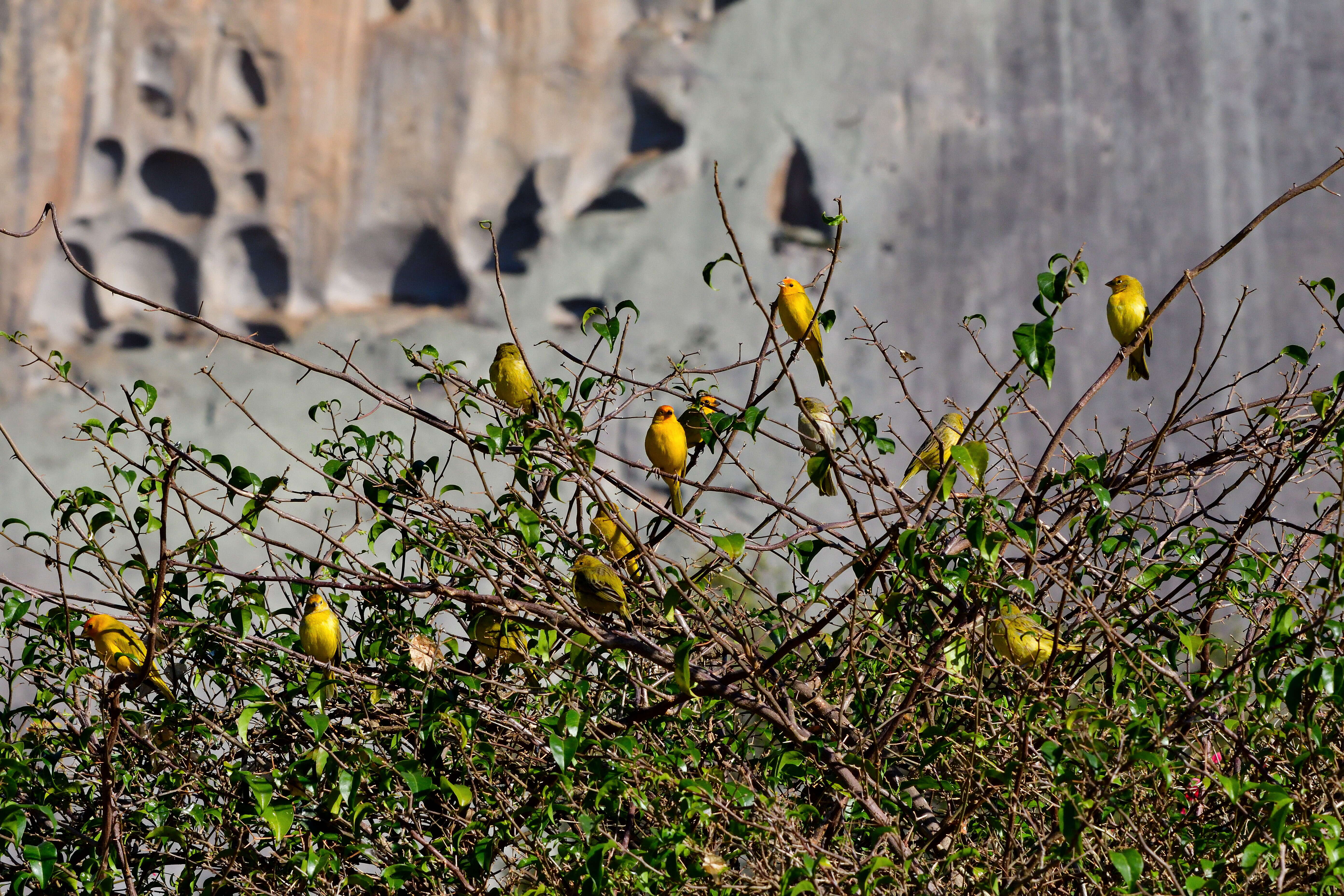 Image of Saffron Finch