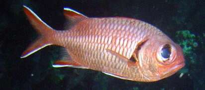 Image of Big-eye Soldierfish