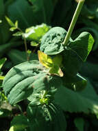 Image of mountain St. John's Wort