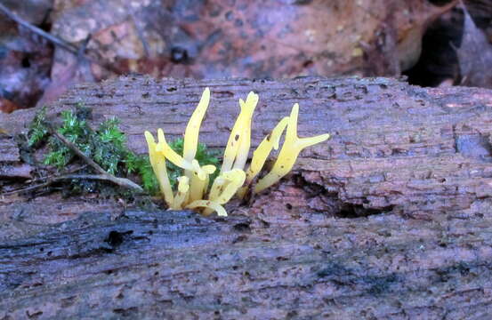 Imagem de Calocera cornea (Batsch) Fr. 1827