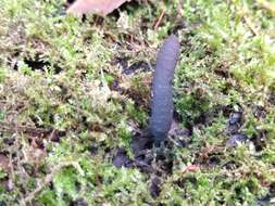 Image of Xylaria longipes Nitschke 1867