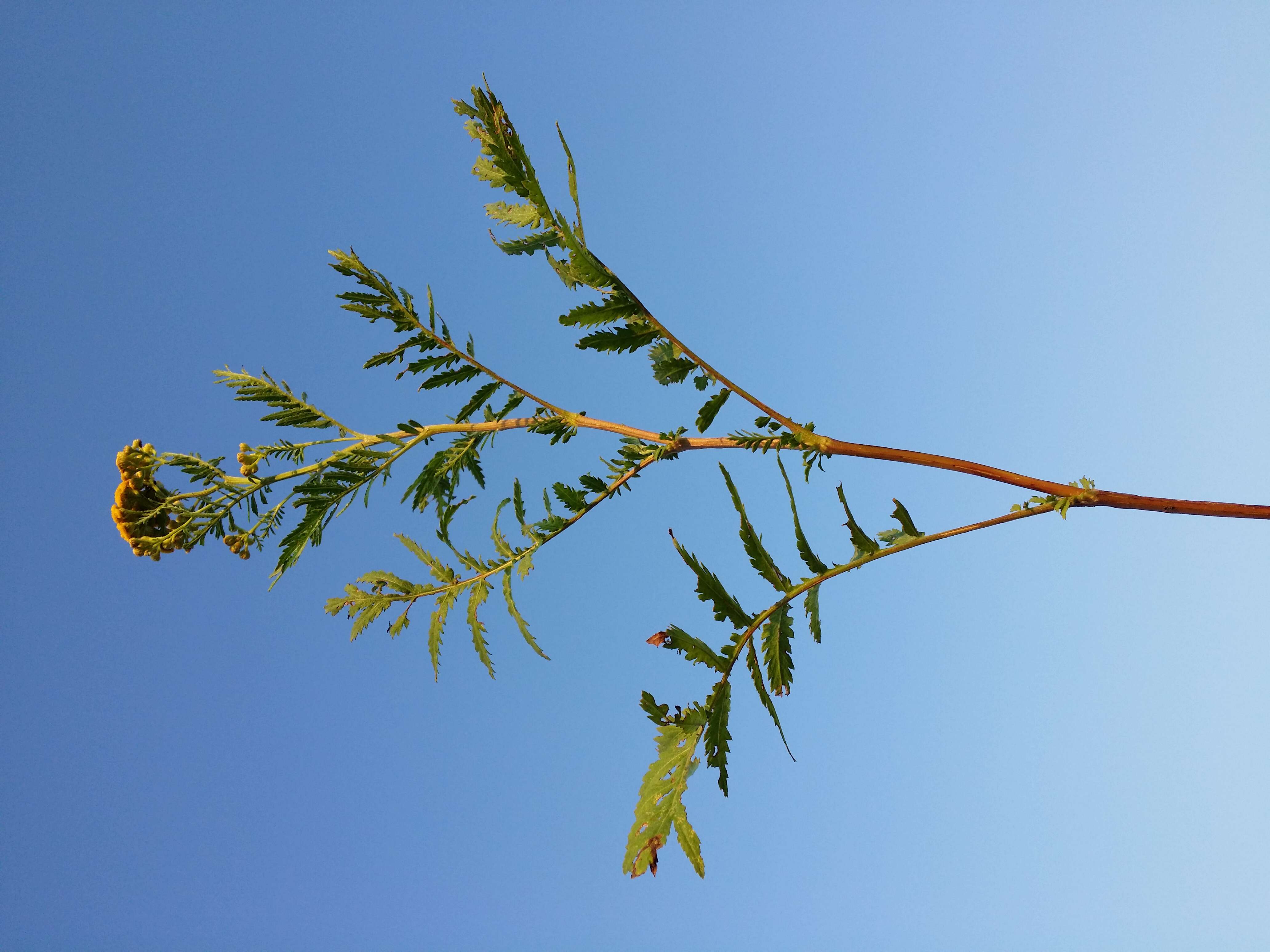 Image of common tansy