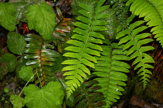 Image of western swordfern