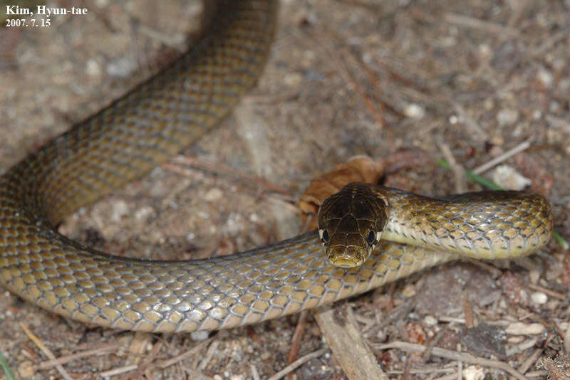 Image of Japanese Keelback