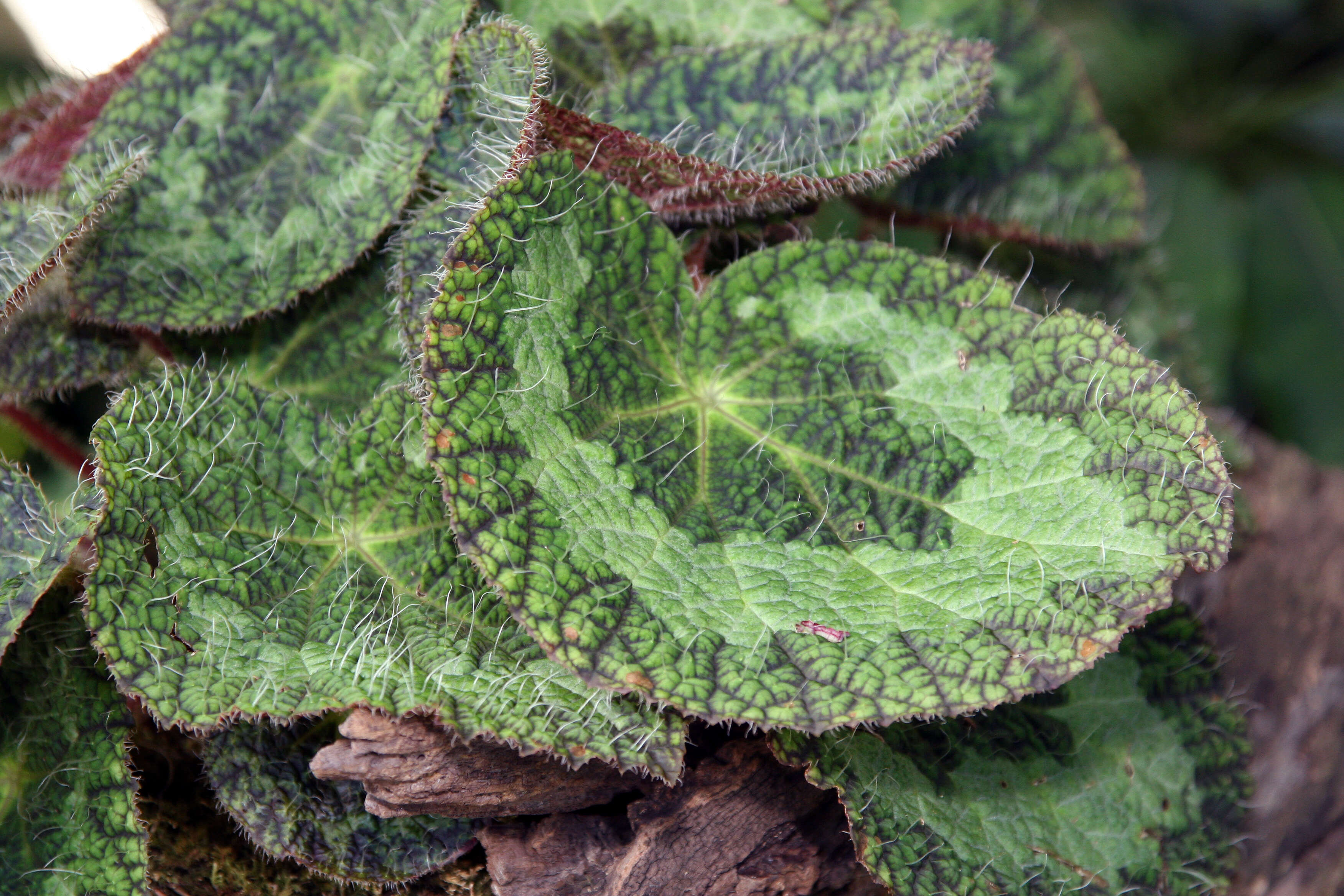 Image of Begonia sizemoreae Kiew