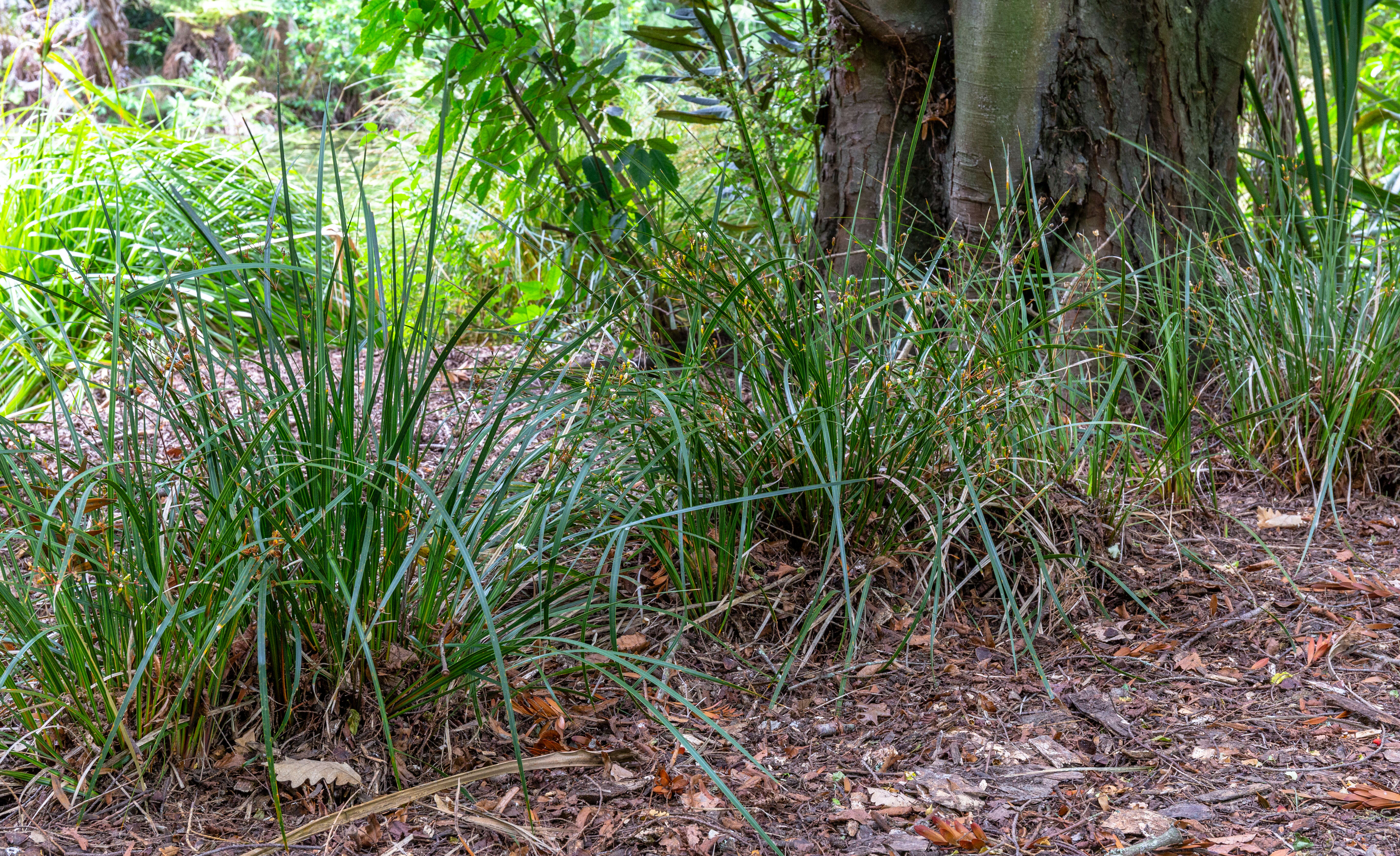 Image of Libertia ixioides (G. Forst.) Spreng.