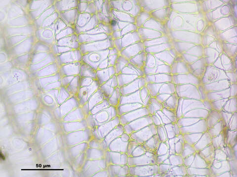 Image of Low sphagnum moss