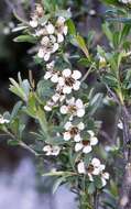 Слика од Leptospermum obovatum Sweet