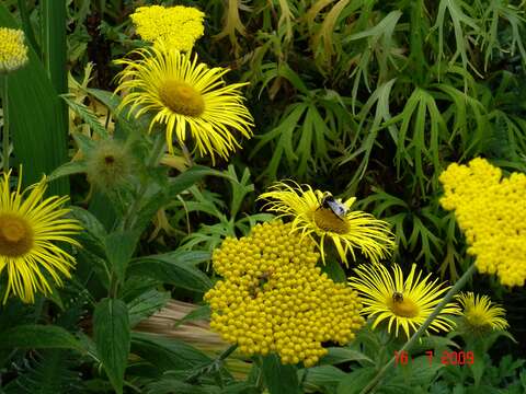 Image of Hooker's inula