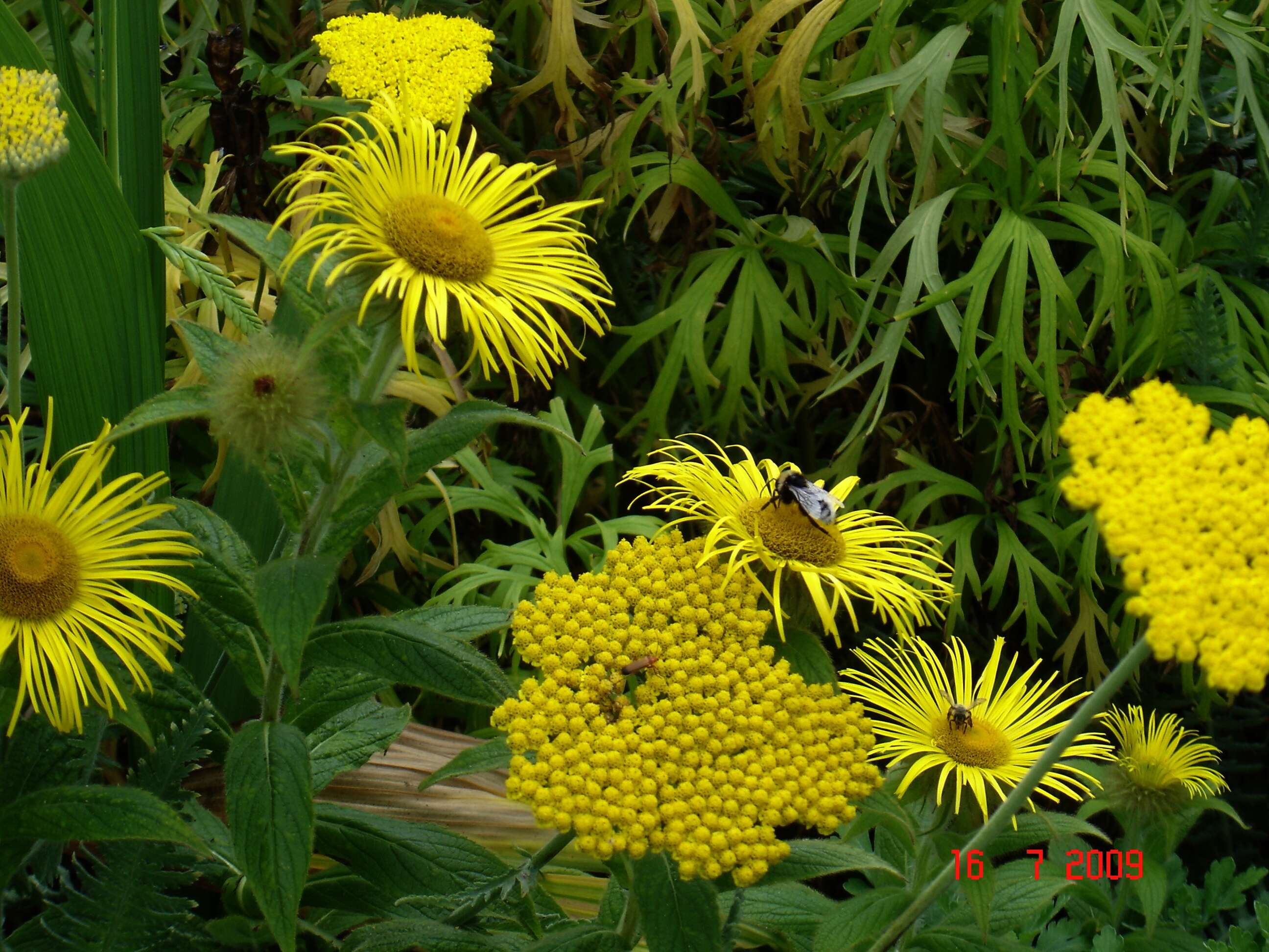 Image of Hooker's inula