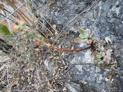 Image of Echeveria pulvinata Rose