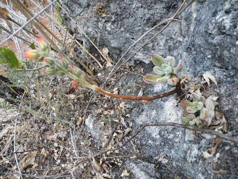 Image of Echeveria pulvinata Rose