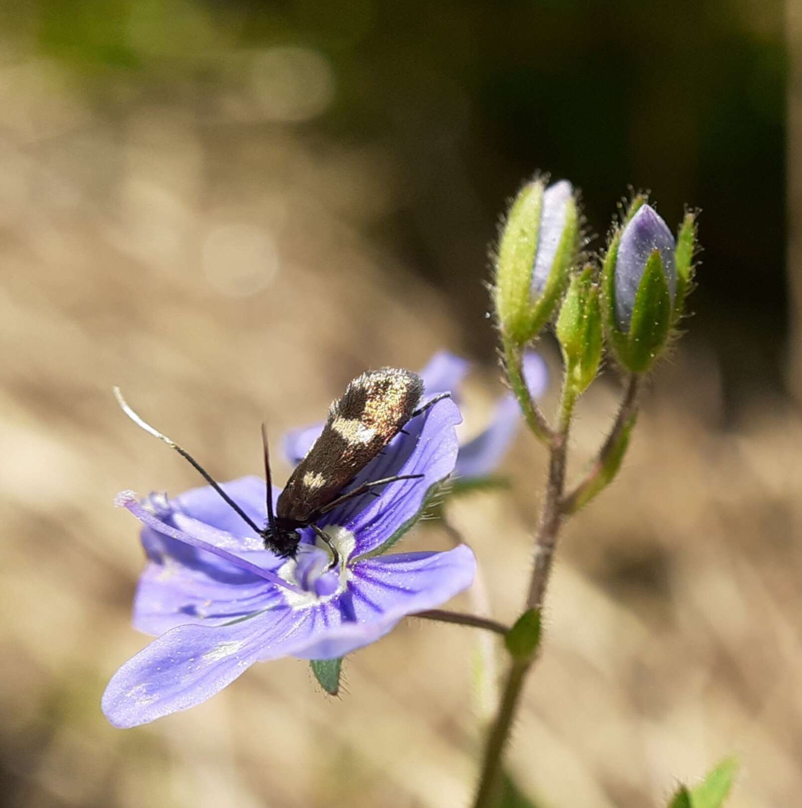 Imagem de Incurvariidae