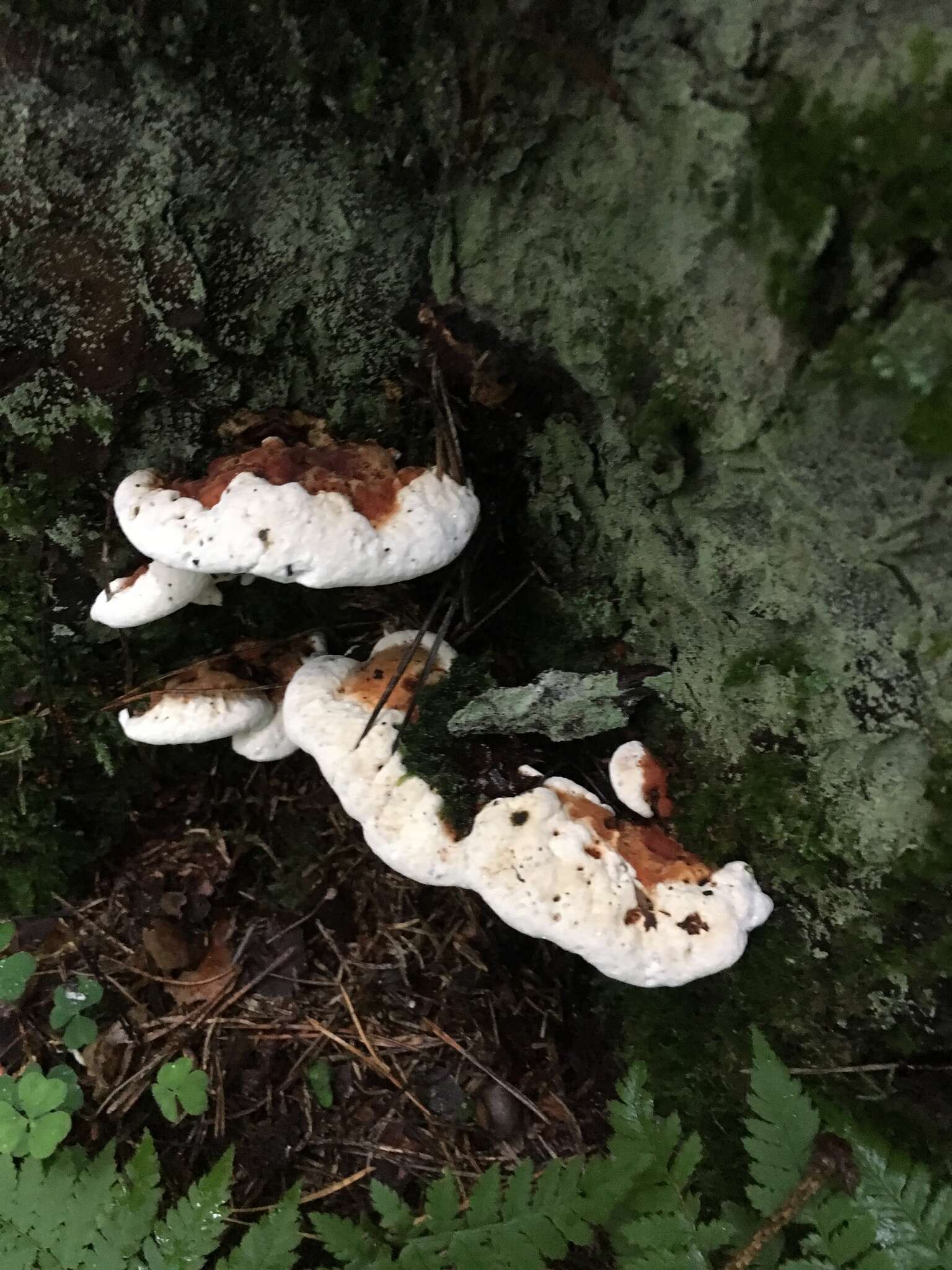 Image de Polypore du pin