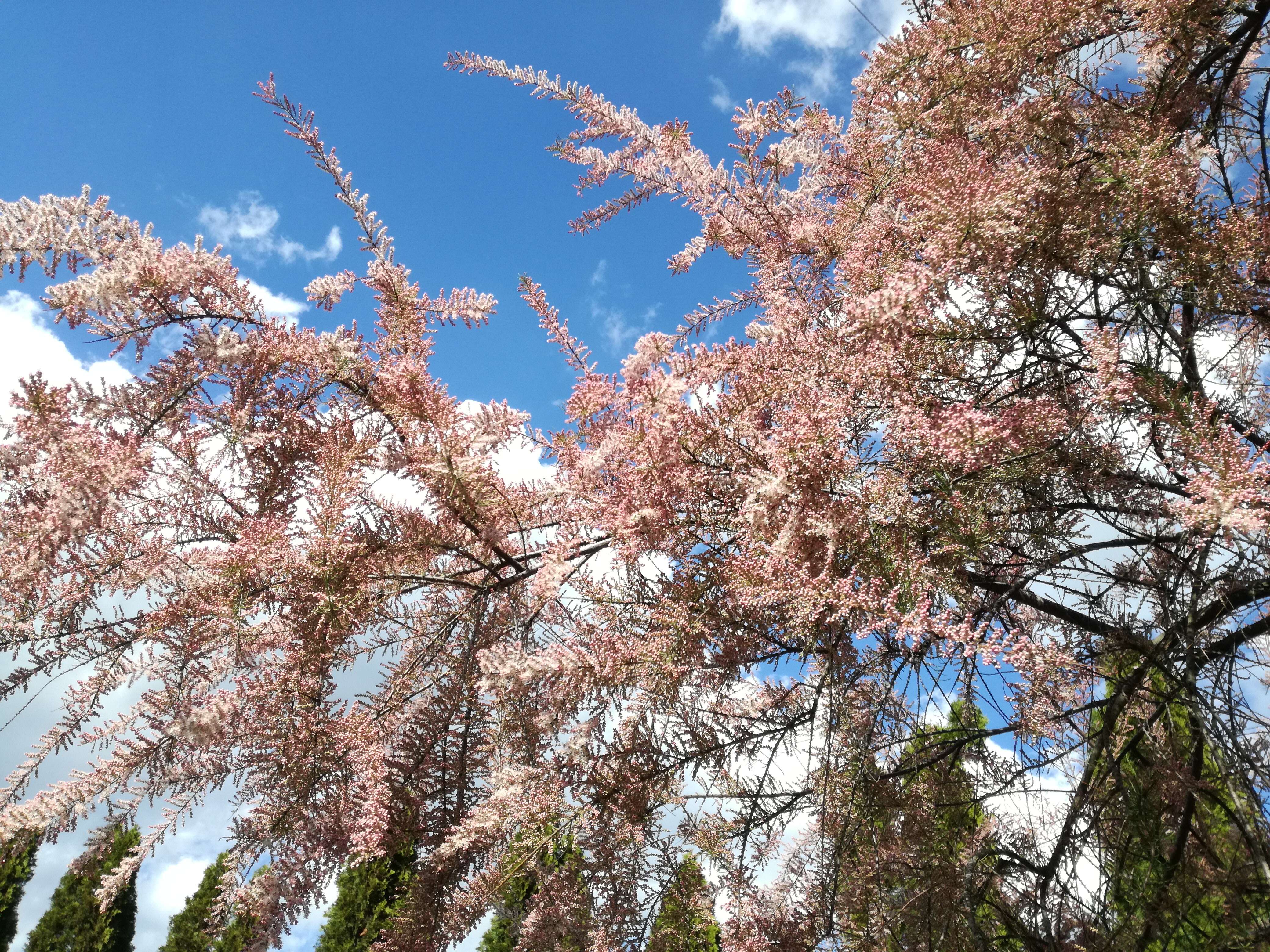 Image of tamarisk