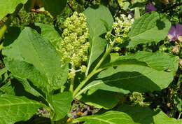 Image of Phytolacca acinosa Roxb.