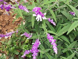 Imagem de Salvia leucantha Cav.