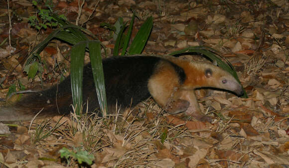 Image of Southern Tamandua