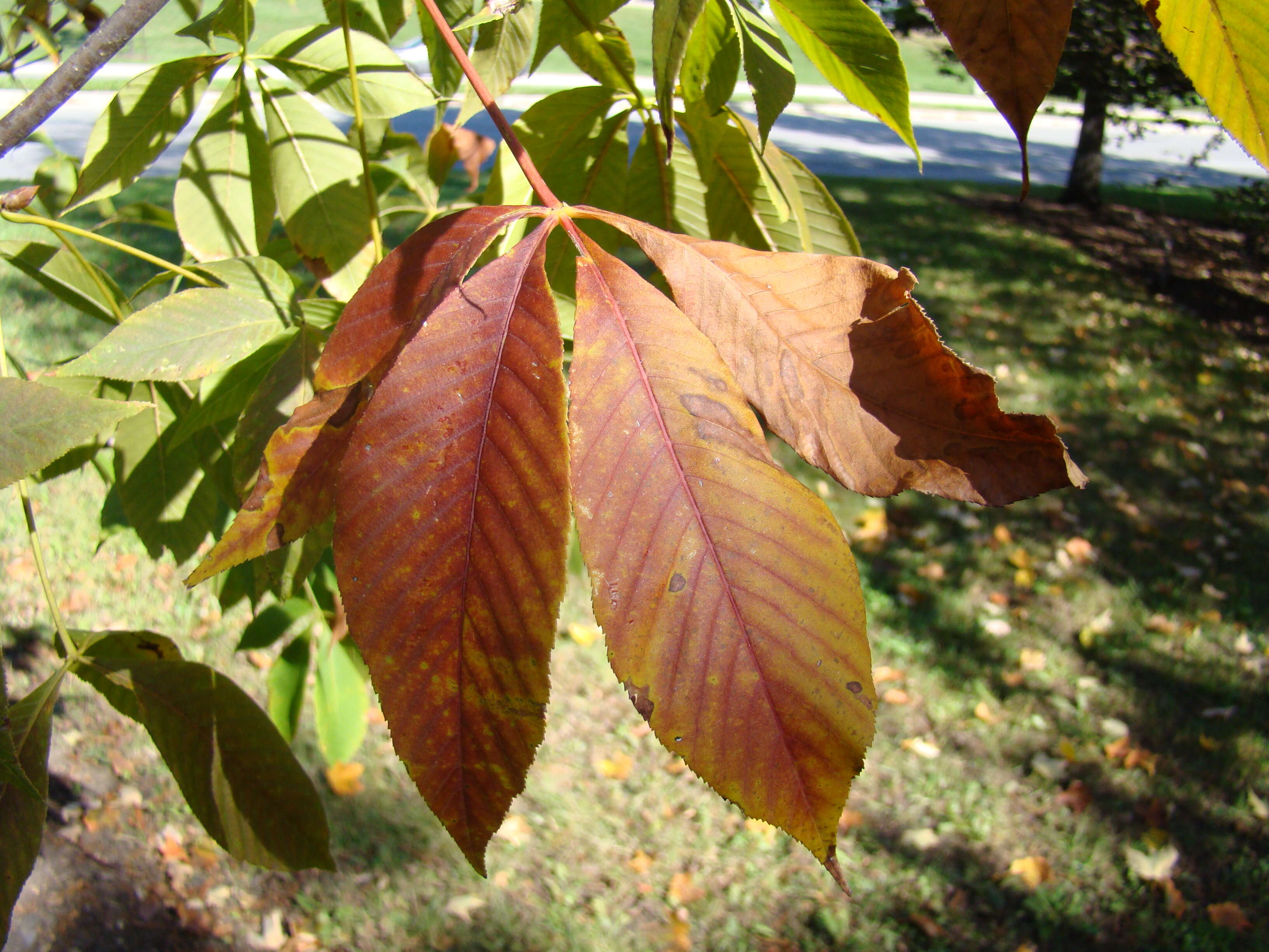 Image de Pavier de l'Ohio