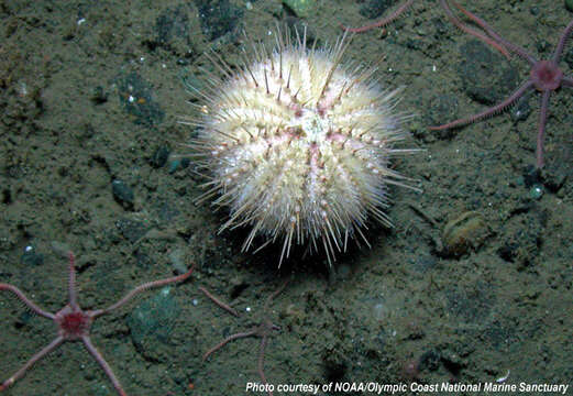 Image of White sea urchin