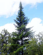 Abies bracteata (D. Don) A. Poit. resmi