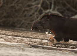 Image of Brazilian Tapir