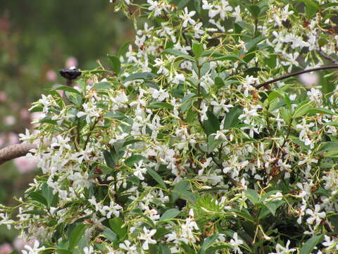 Image of Star-jasmine or Confederate-jasmine