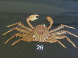 Image of flat rock crab