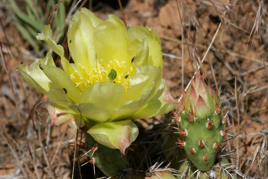 Image of Panhandle Prickly-pear