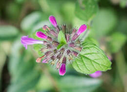 Image of wild basil