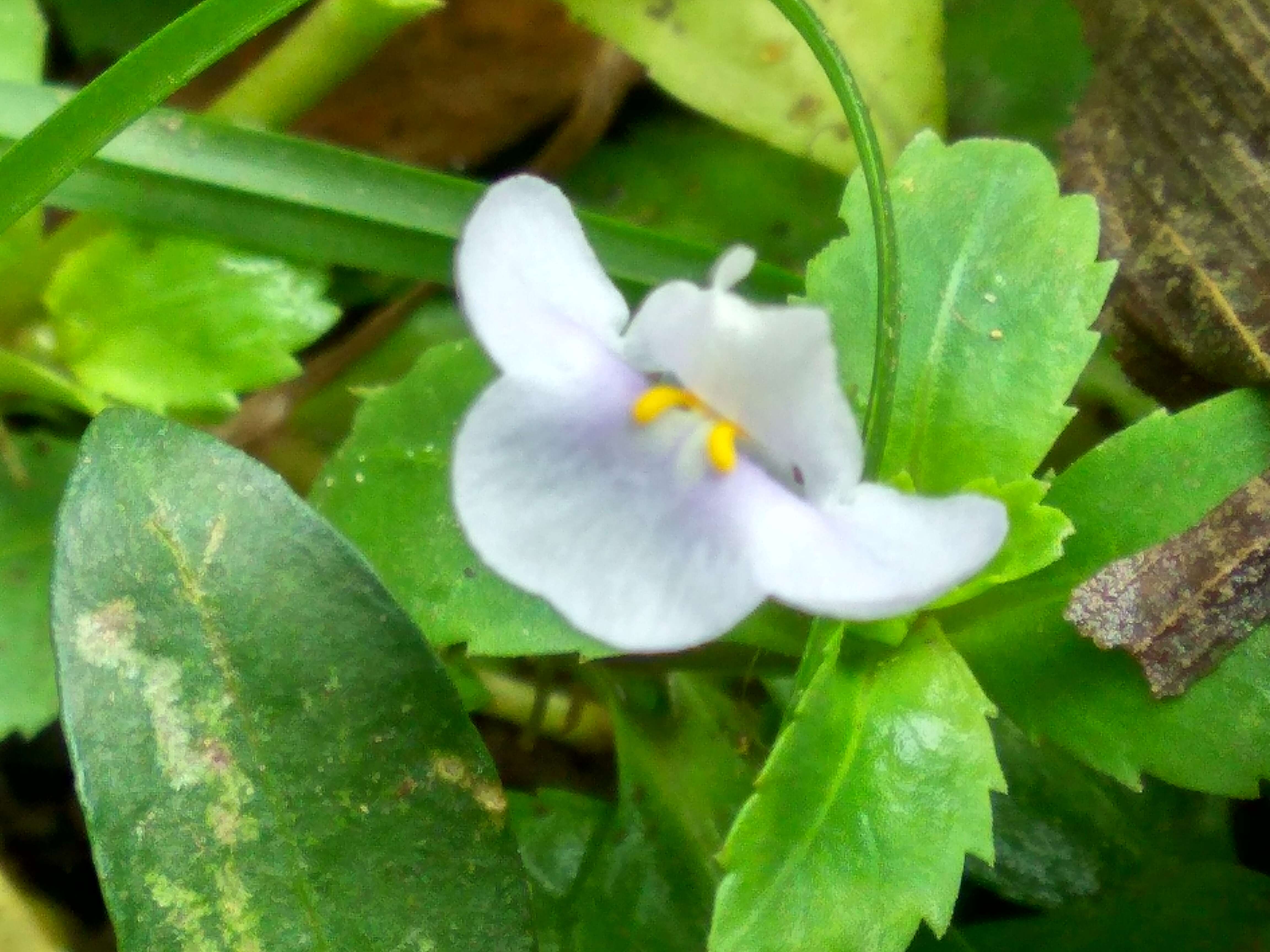 Image de Linderniaceae