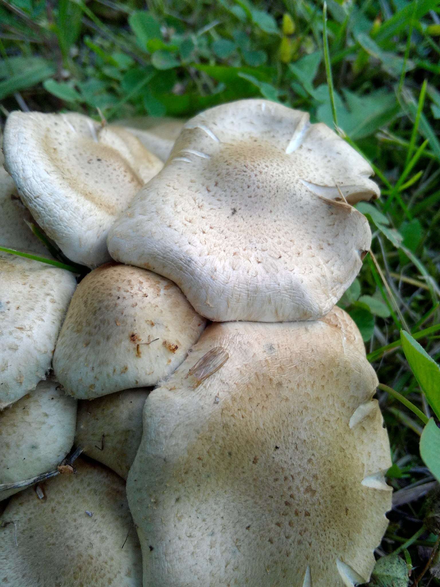 Image of Pholiota gummosa (Lasch) Singer 1951