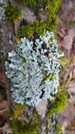 Image of Hammered shield lichen