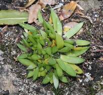 Image of Orostachys japonica A. Berger