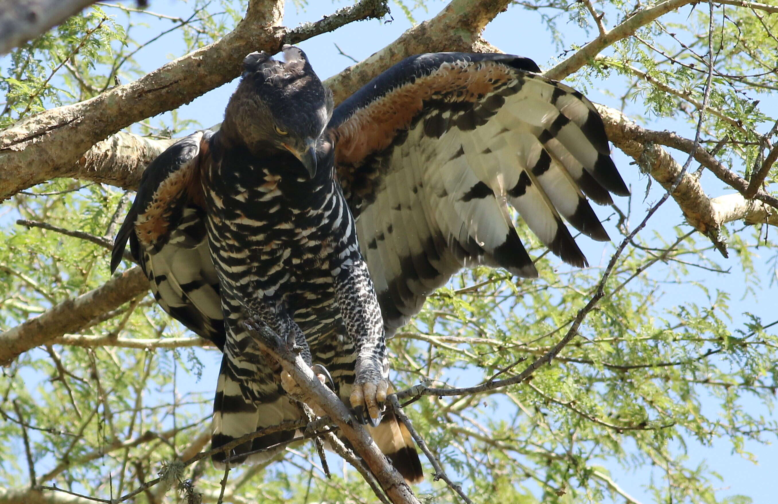 Image of Stephanoaetus Sclater & WL 1922