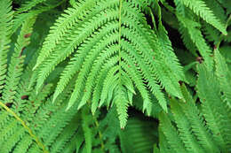 Image of ostrich fern