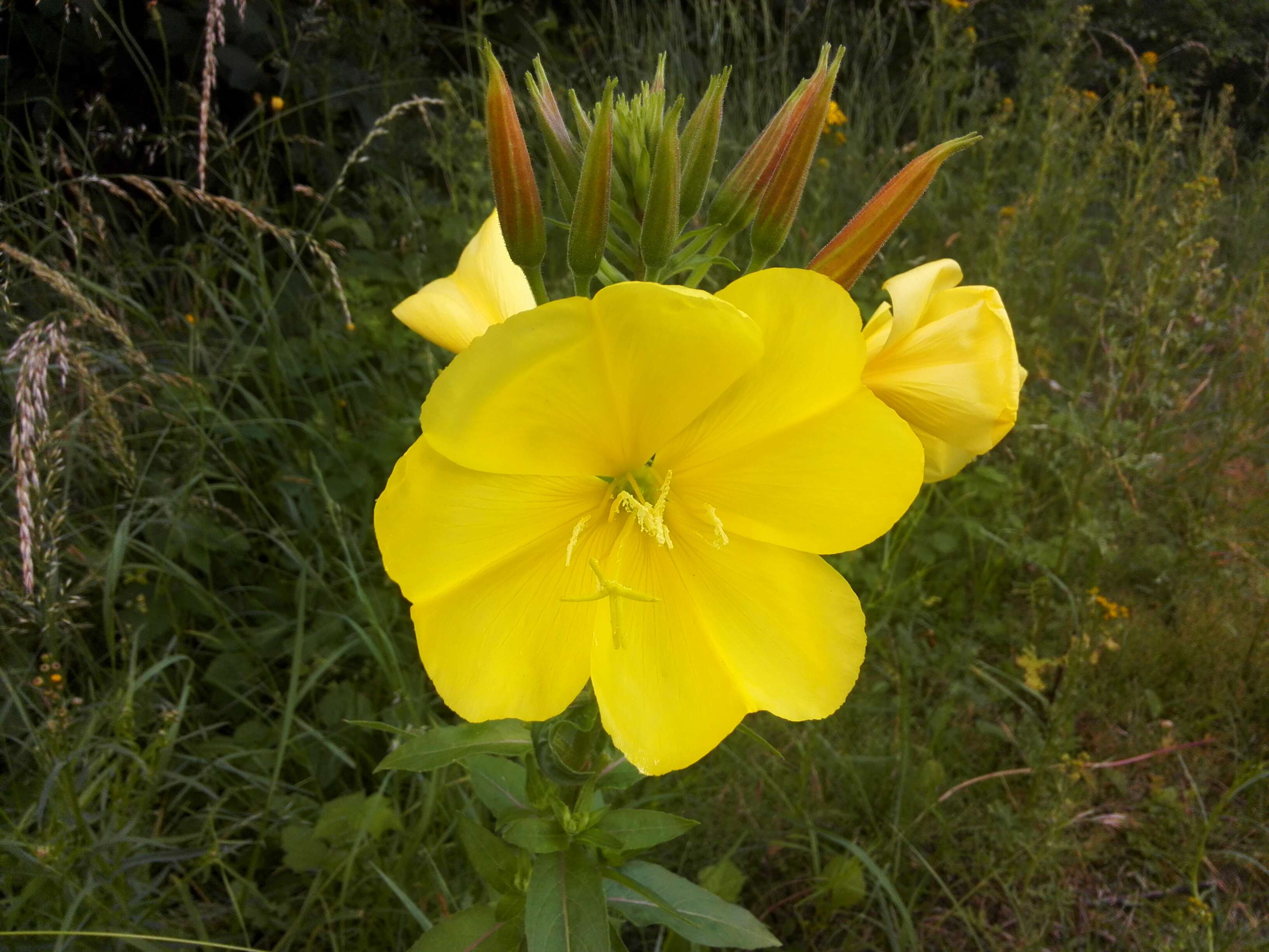 Imagem de Oenothera glazioviana M. Micheli