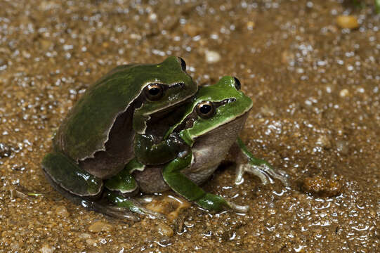 Image of European Treefrog