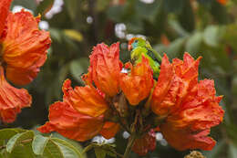 Image of Philippine Hanging Parrot