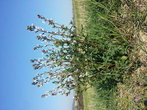 Image of Rocket salad