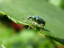 Image of Pine Needle Weevils