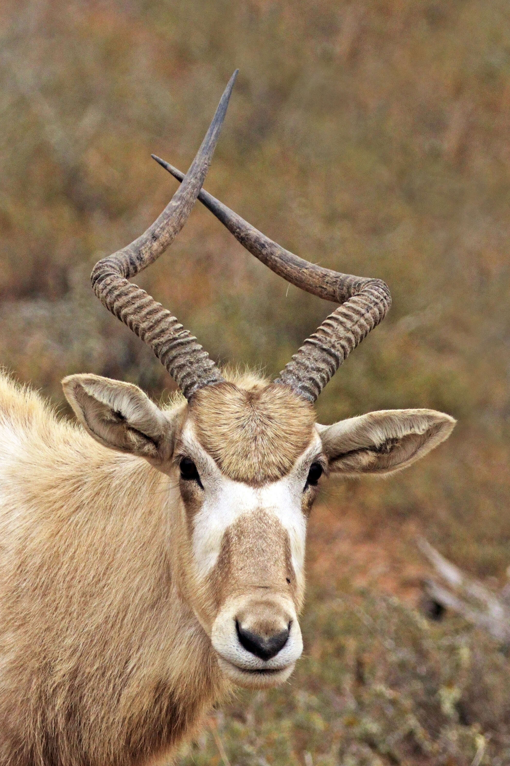 Image of Addax