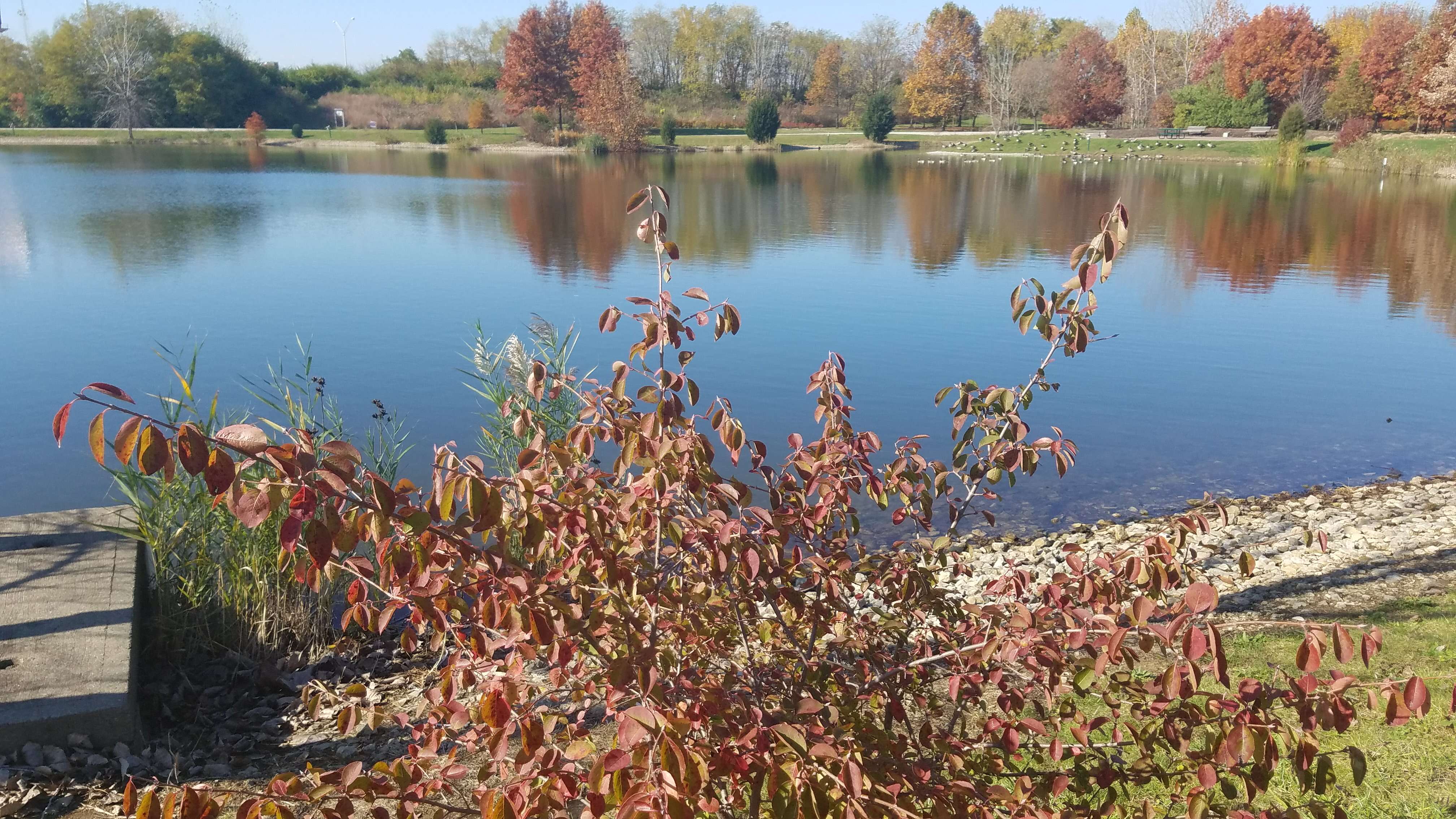 Image of Black Haw Viburnum