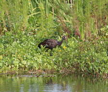 Image of limpkins