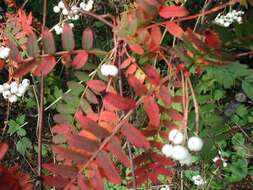 Imagem de Sorbus koehneana C. K. Schneid.