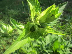 Image of Cabbage Thistle